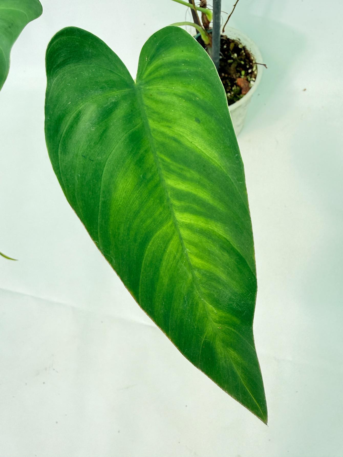 Philodendron Sharoniae XL 7