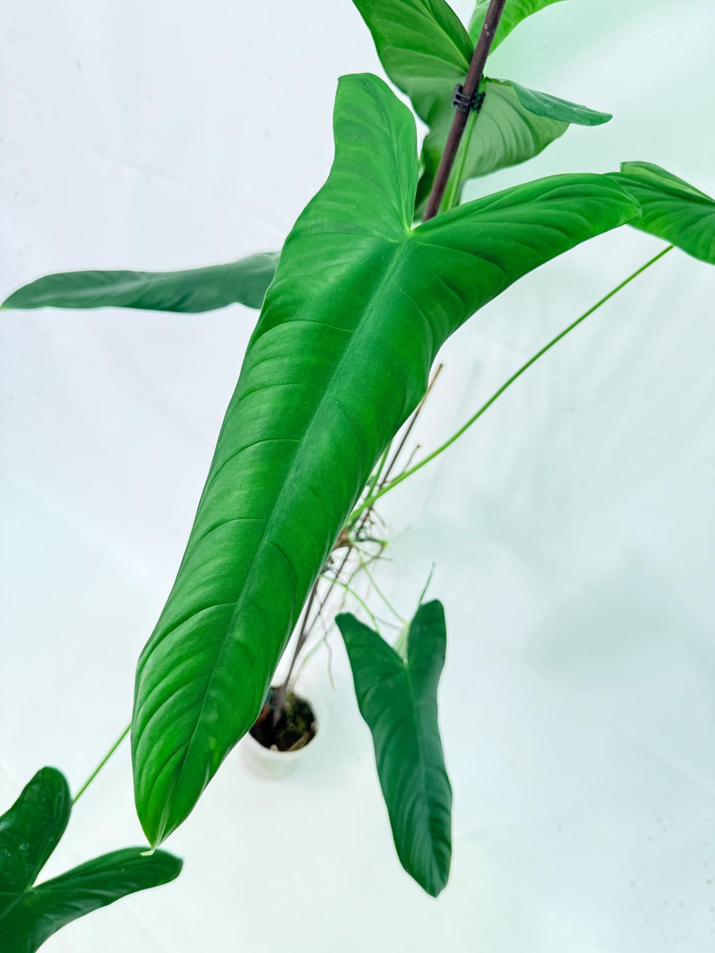 Philodendron Sharoniae XL 2