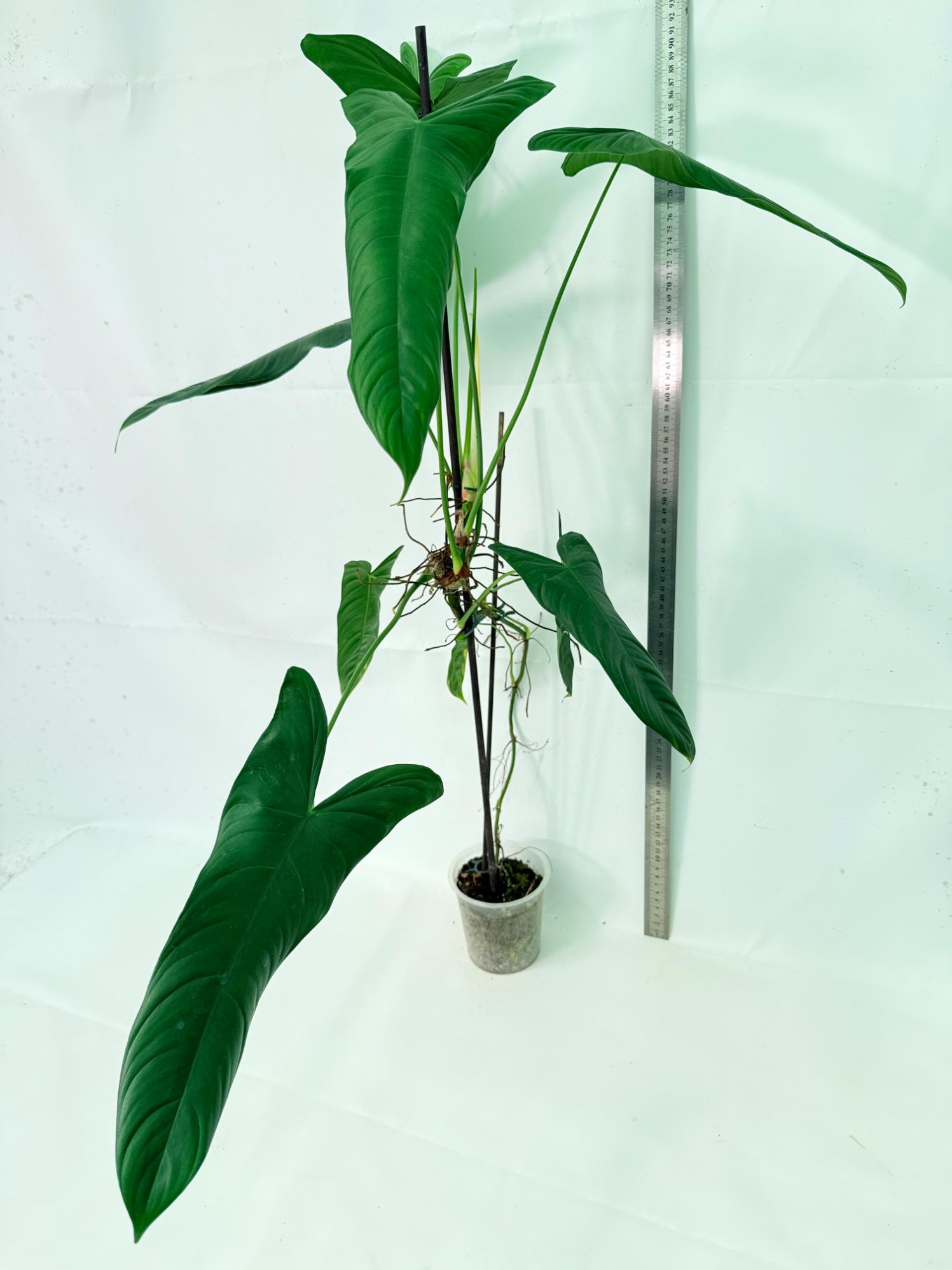 Philodendron Sharoniae XL 1