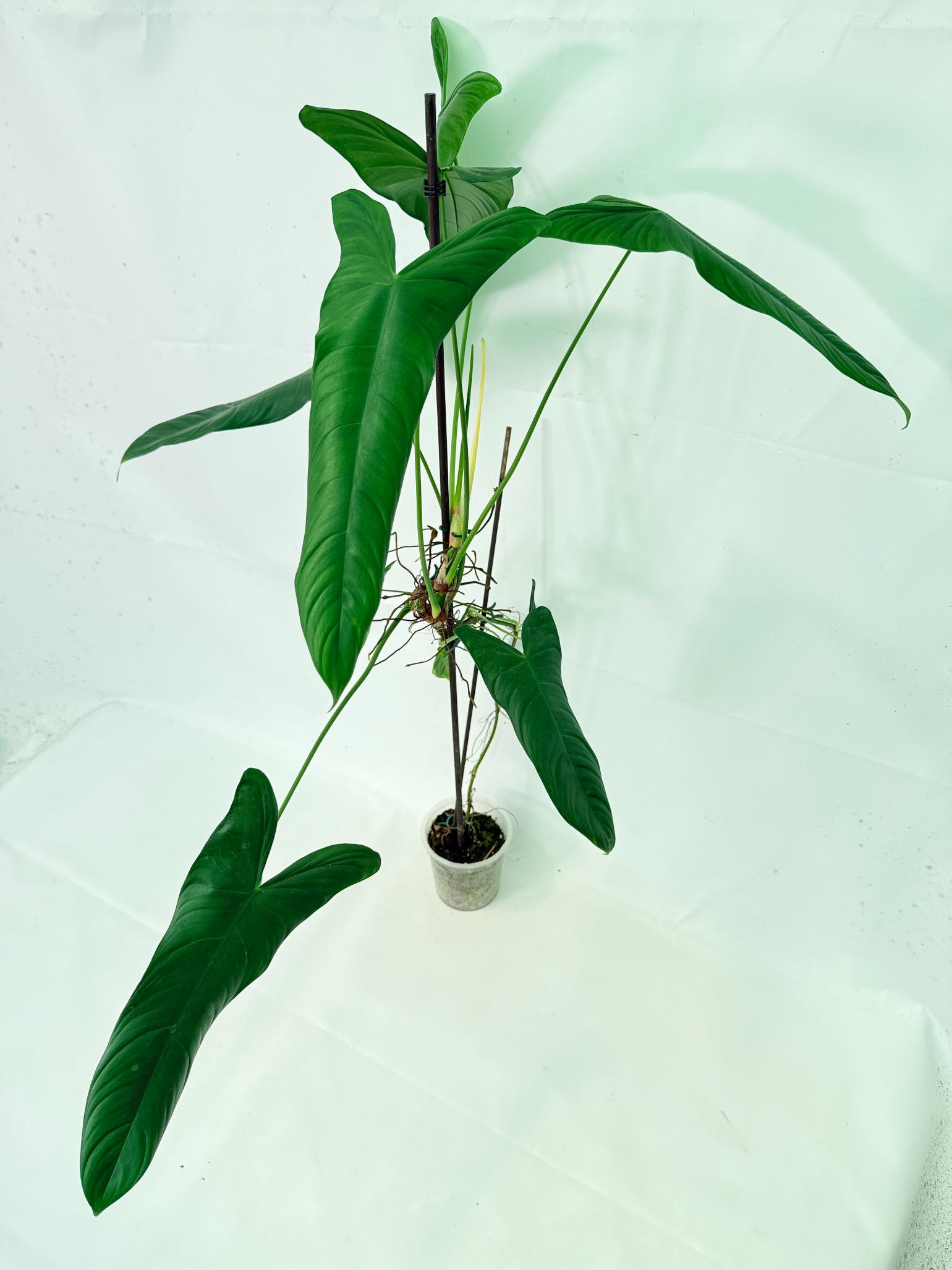 Philodendron Sharoniae XL 11