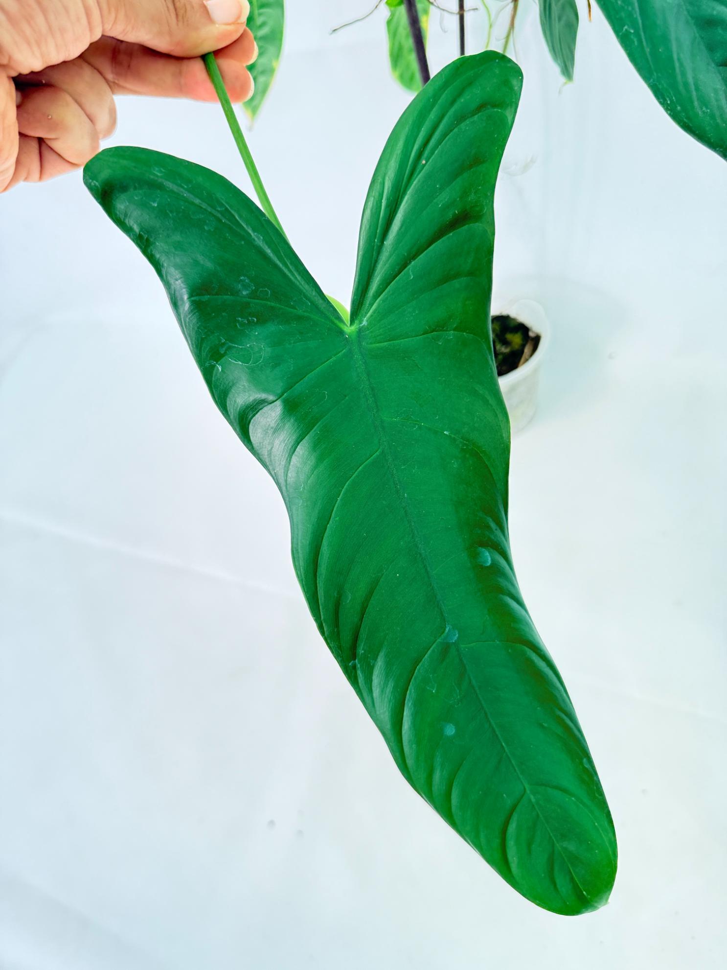 Philodendron Sharoniae XL 4