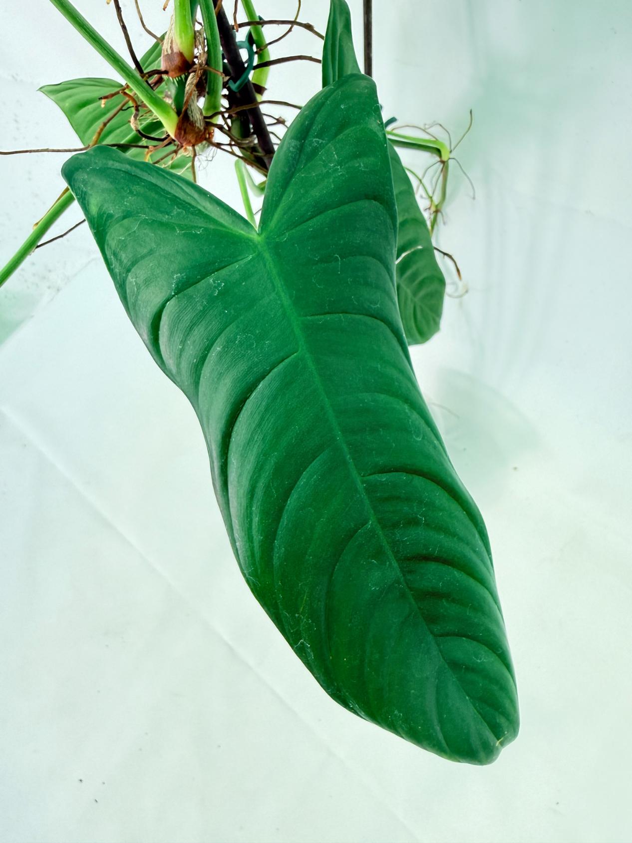Philodendron Sharoniae XL 5