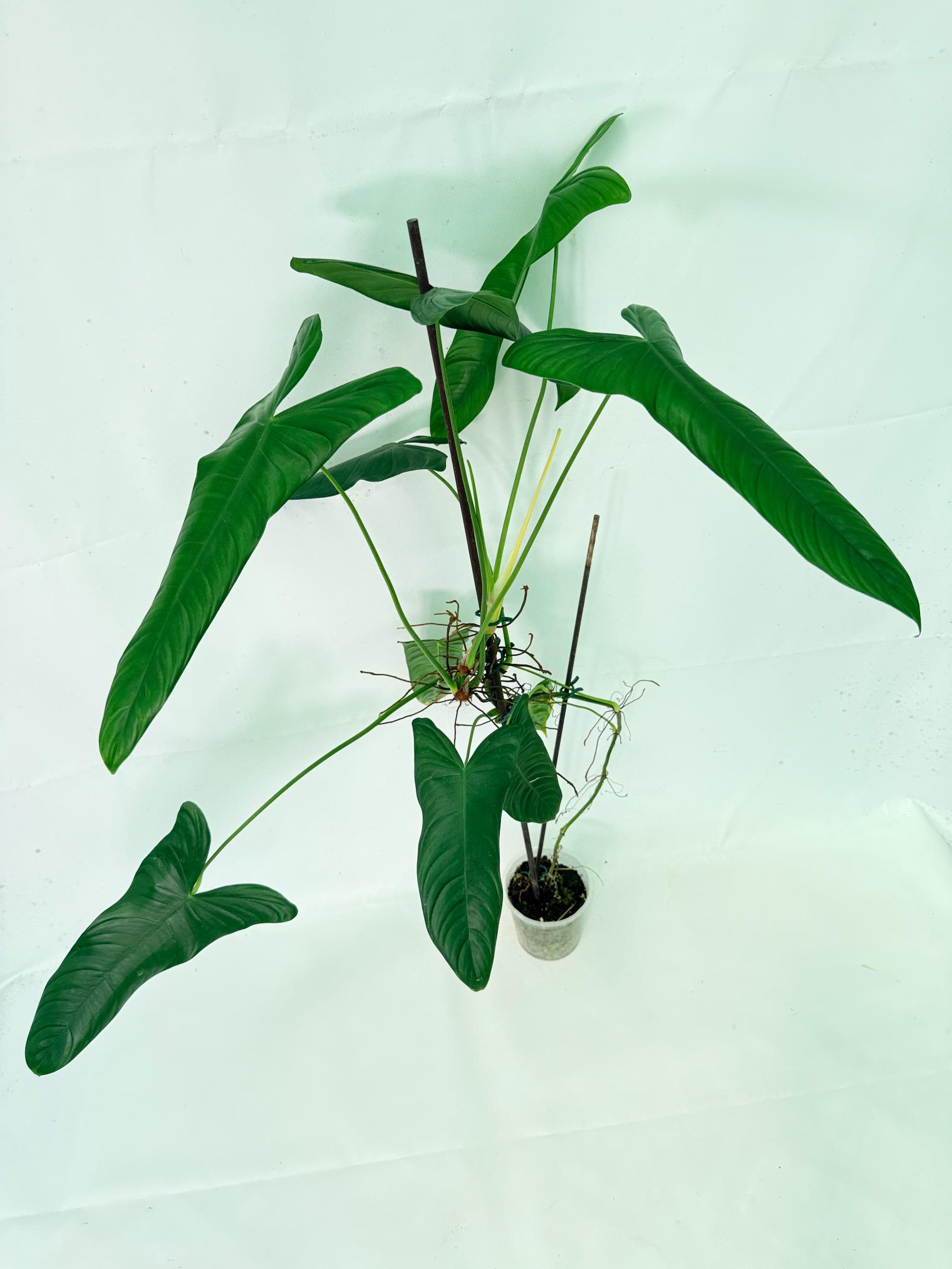 Philodendron Sharoniae XL 6