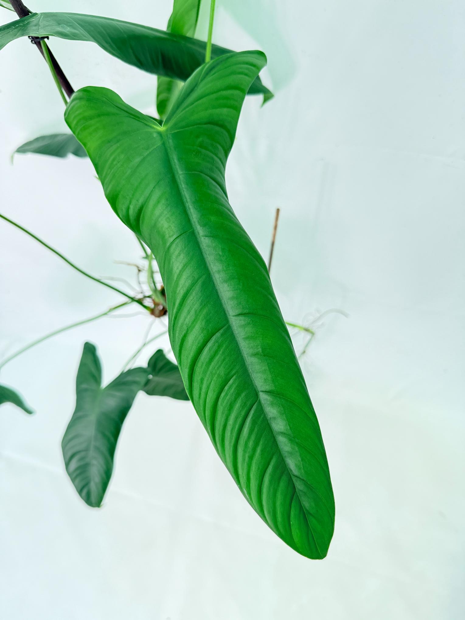 Philodendron Sharoniae XL 7