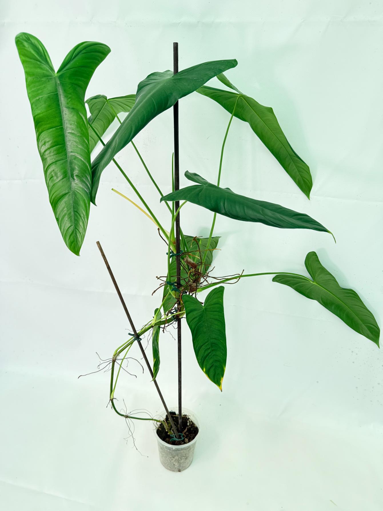 Philodendron Sharoniae XL 3