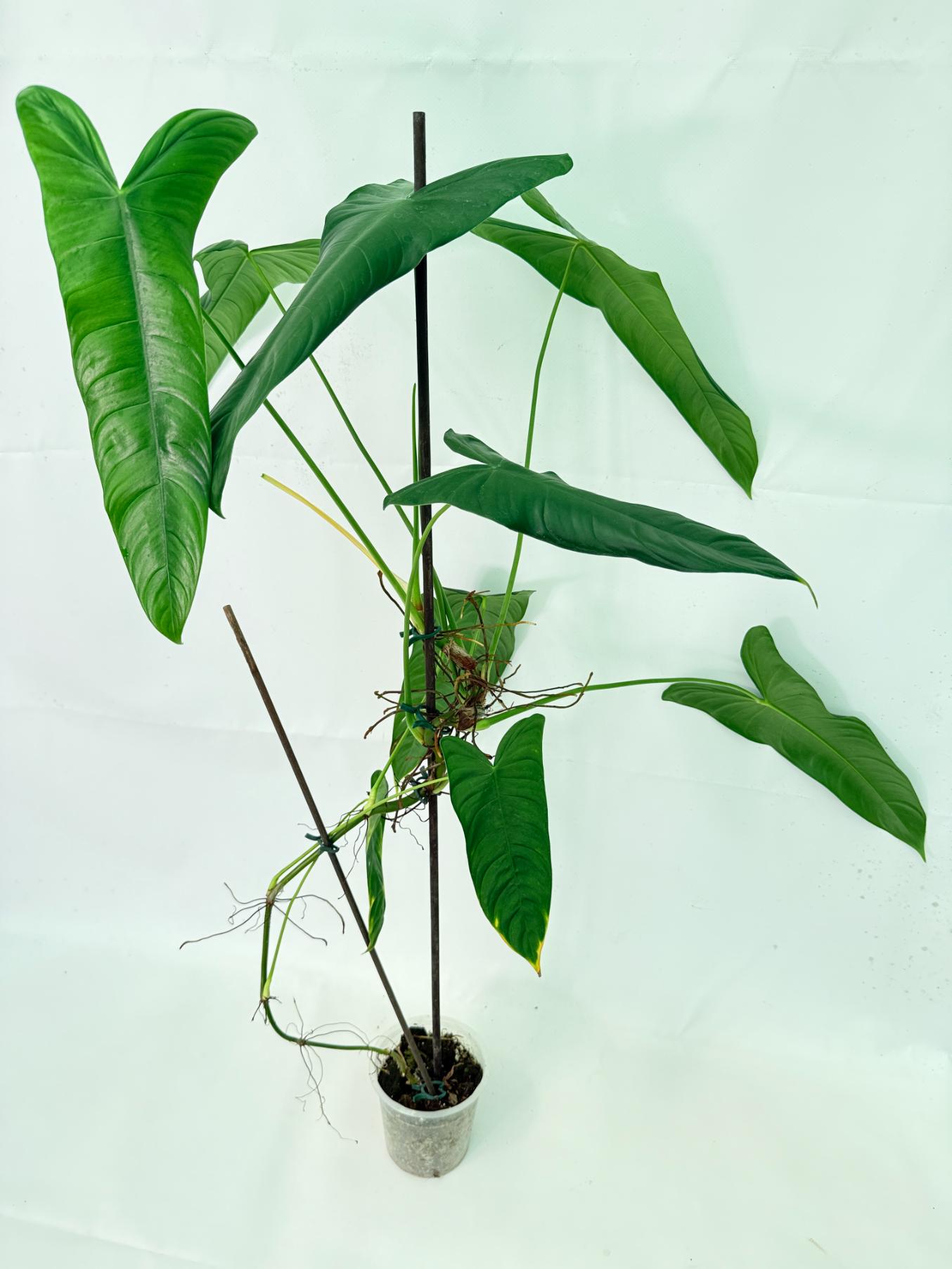Philodendron Sharoniae XL 8