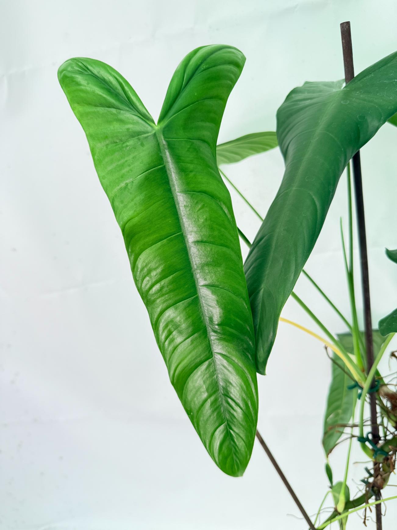 Philodendron Sharoniae XL 9