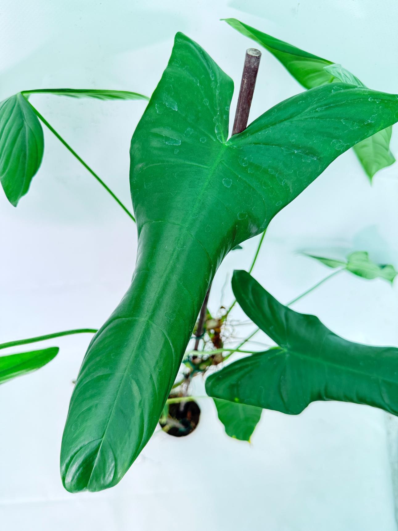 Philodendron Sharoniae XL 10