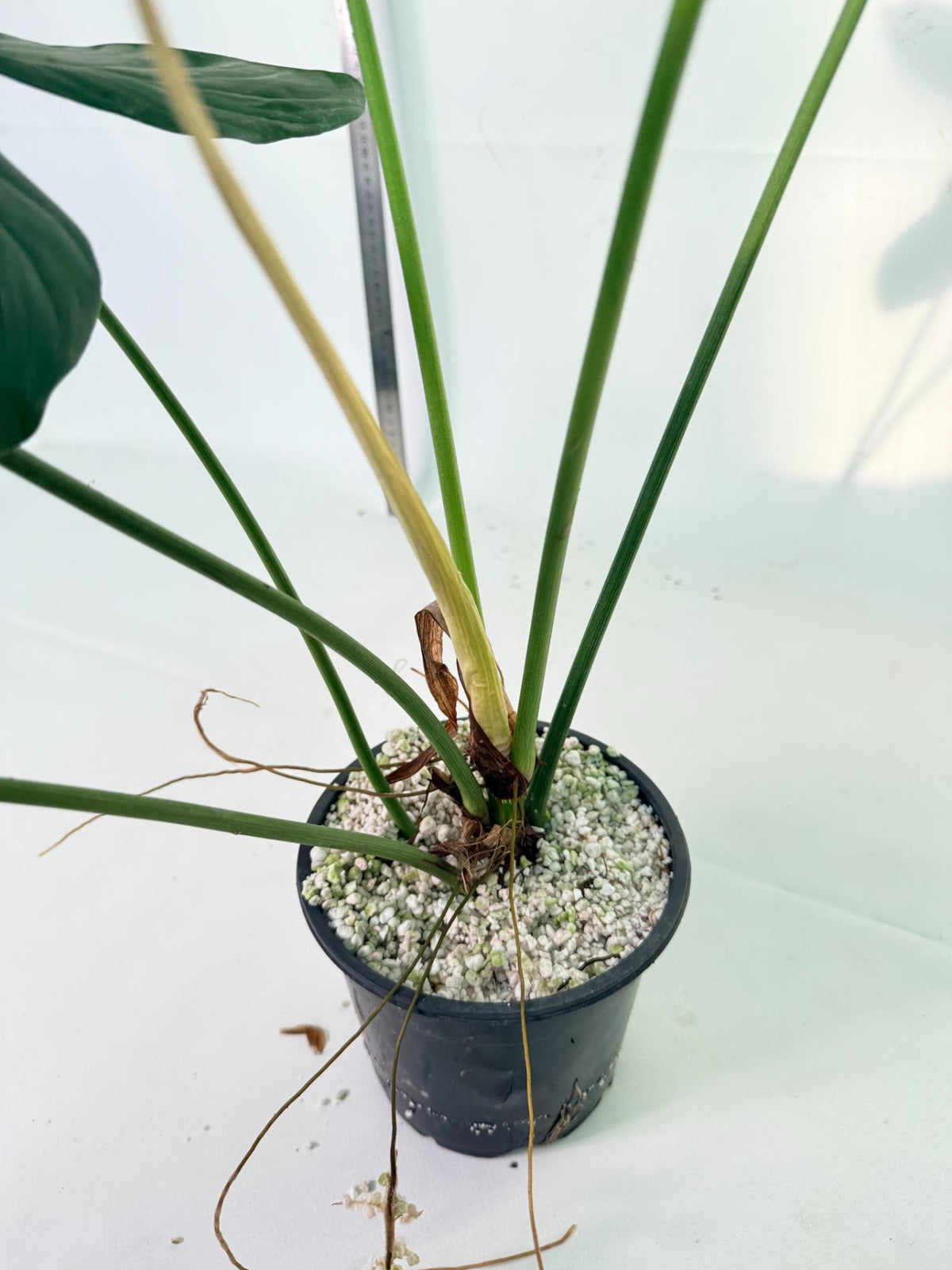 Philodendron Sharoniae XL 11