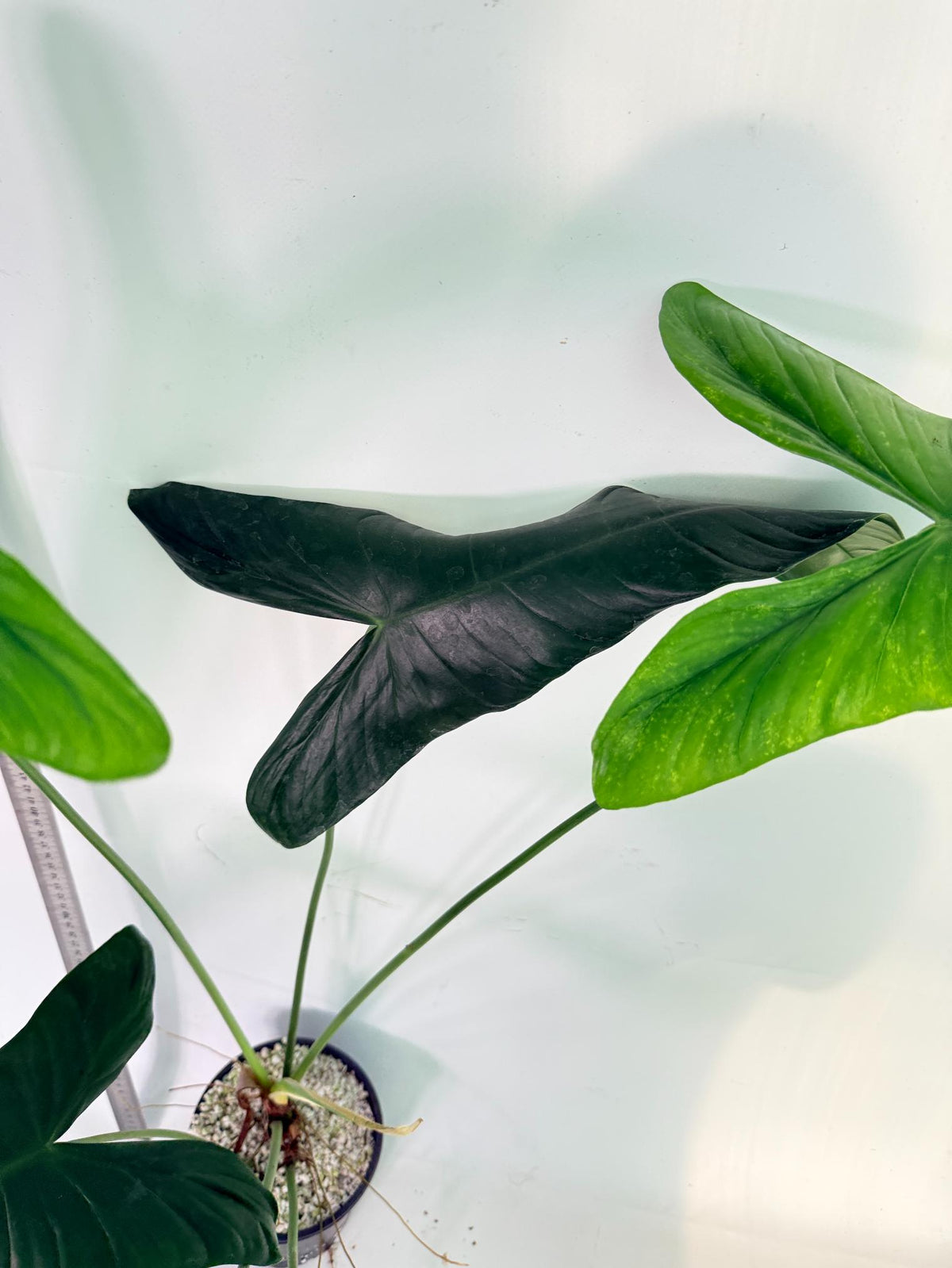 Philodendron Sharoniae XL 7