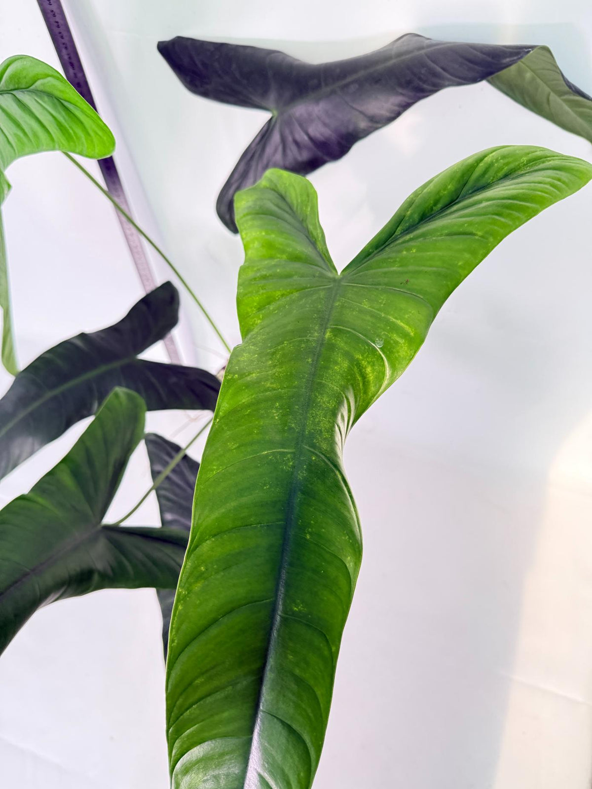 Philodendron Sharoniae XL 8