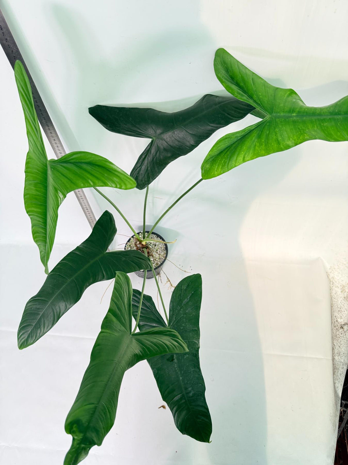 Philodendron Sharoniae XL 10