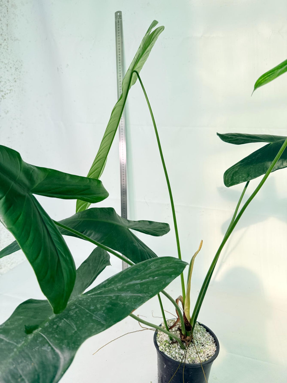 Philodendron Sharoniae XL 9