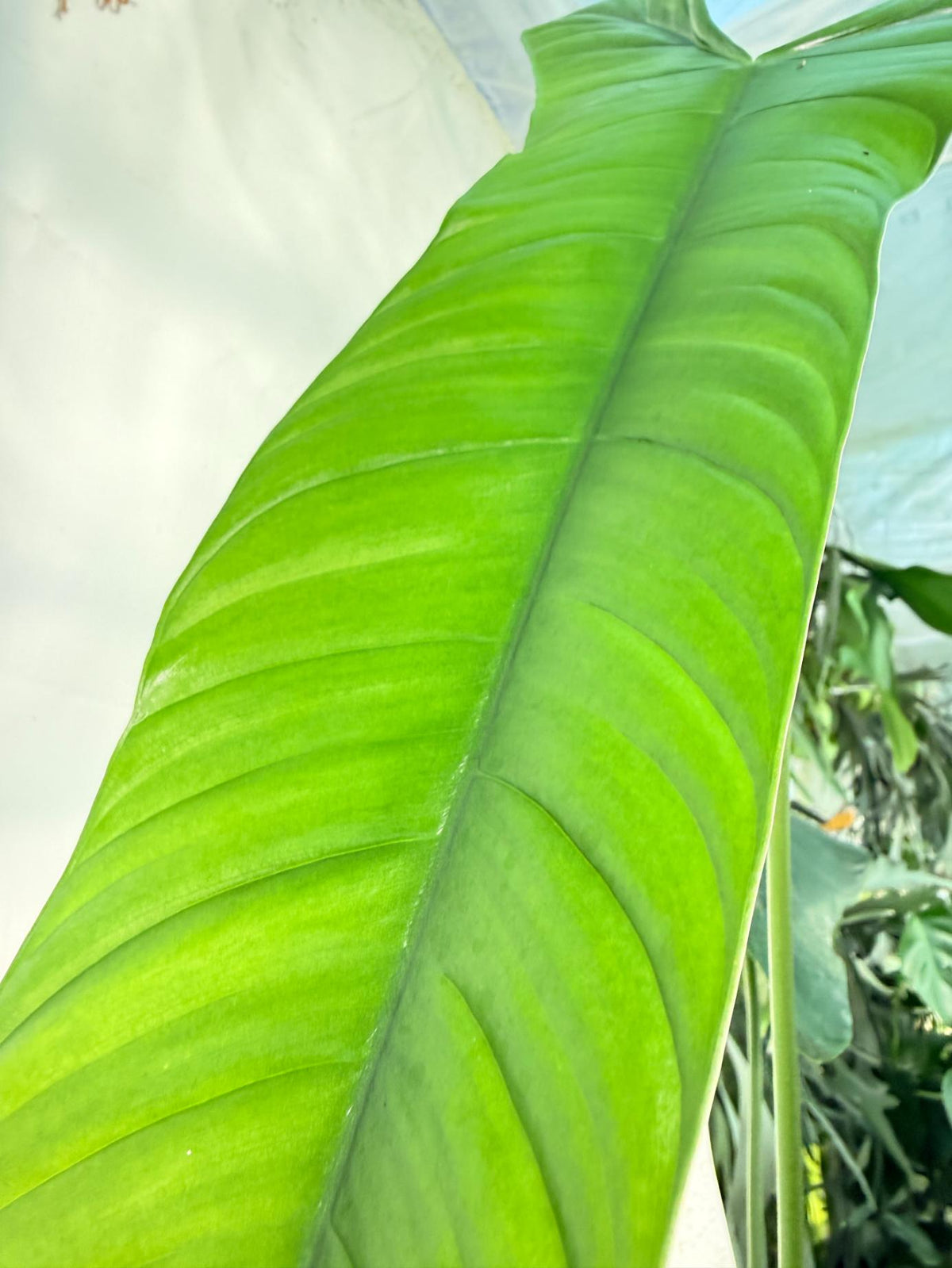 Philodendron Sharoniae XL 5