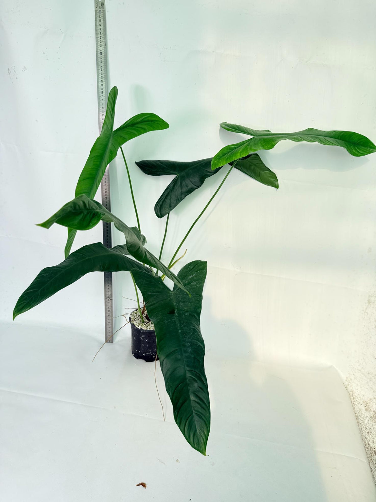 Philodendron Sharoniae XL 1