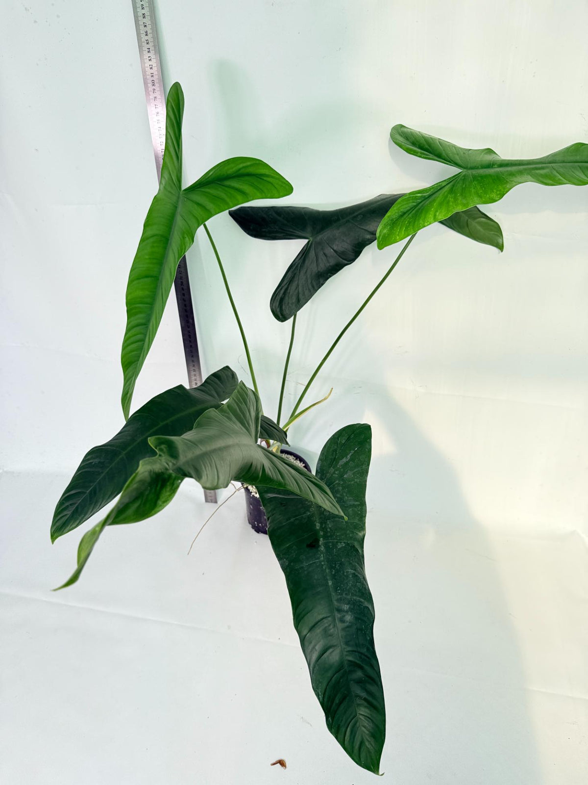 Philodendron Sharoniae XL 3