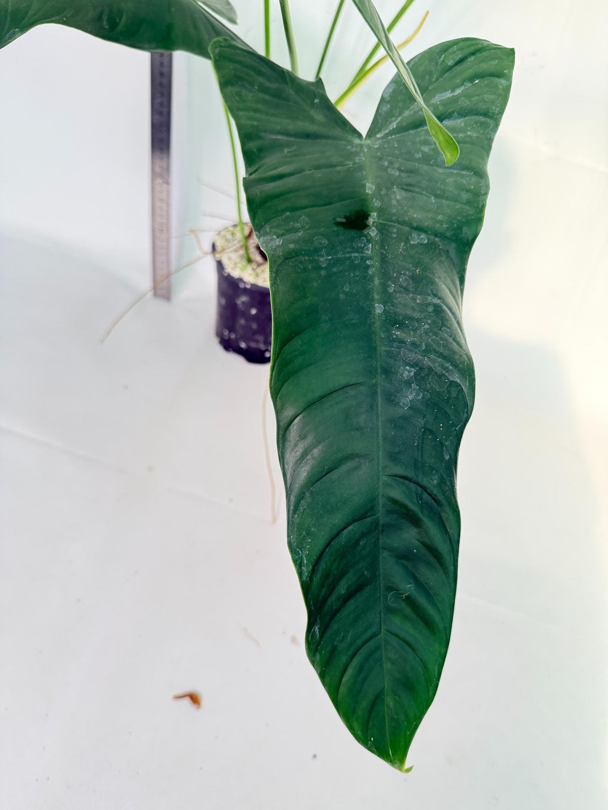 Philodendron Sharoniae XL 2