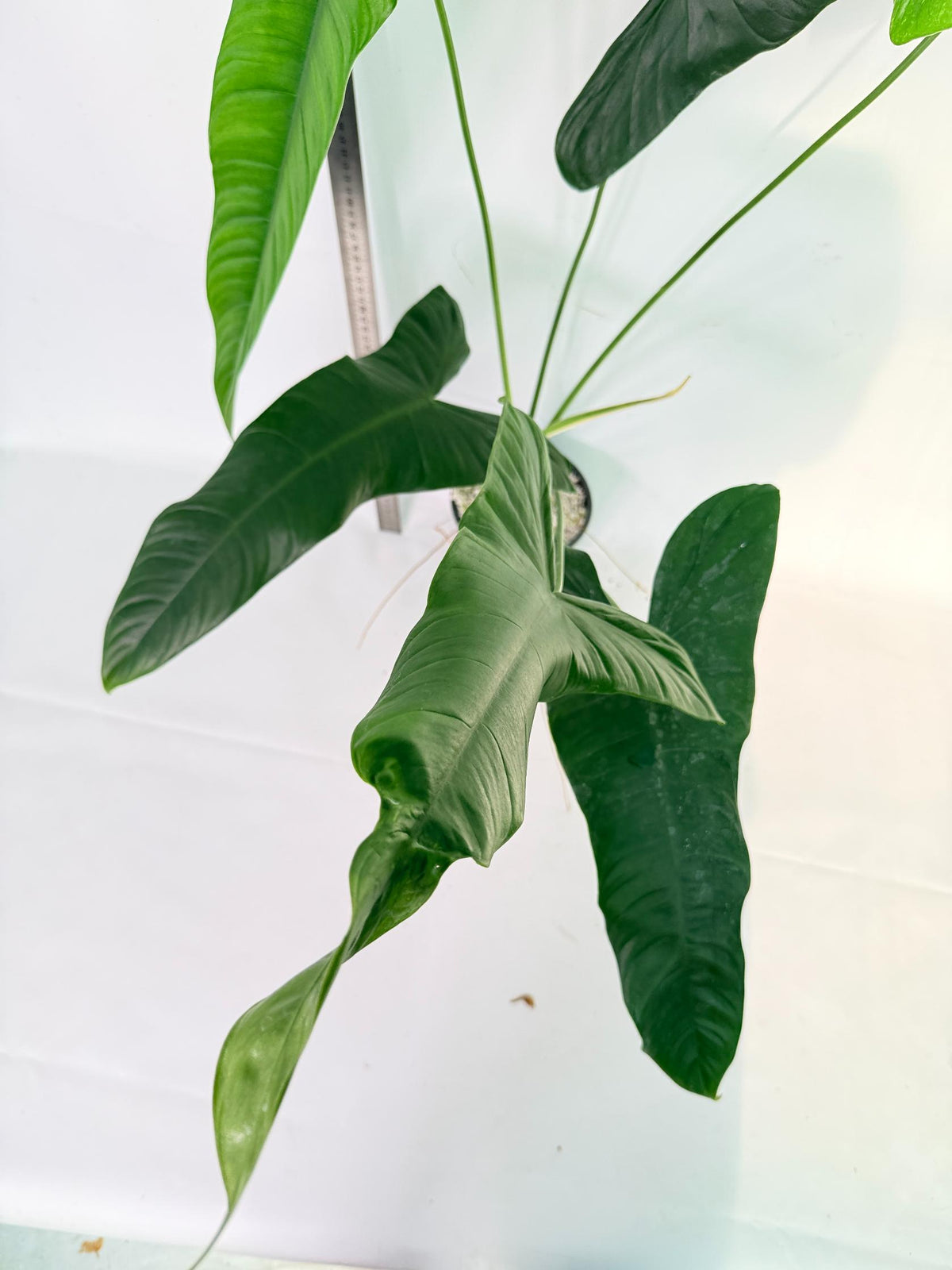 Philodendron Sharoniae XL 4