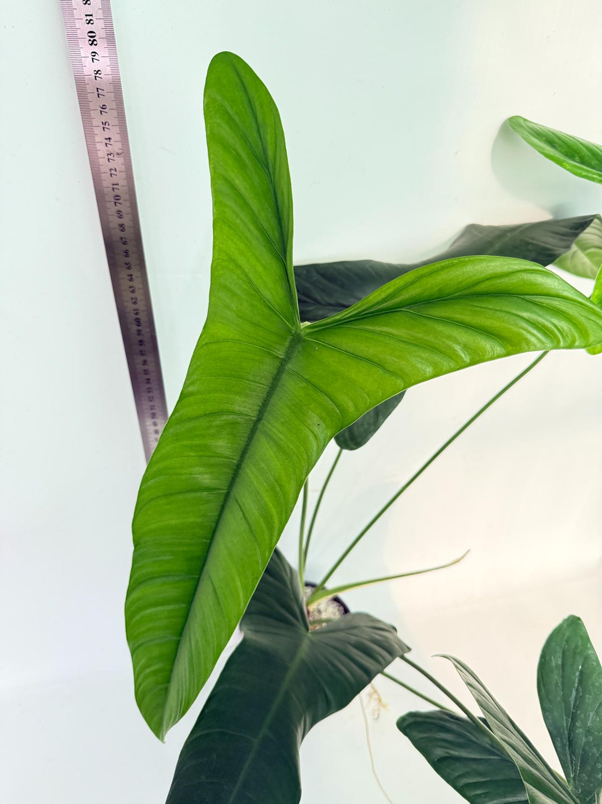 Philodendron Sharoniae XL 6