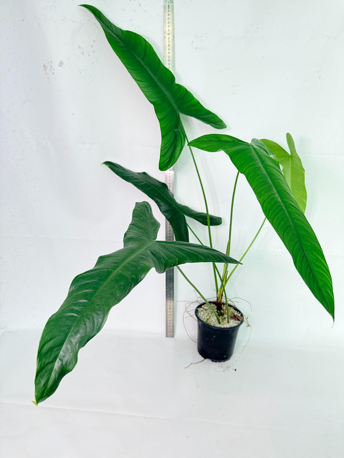 Philodendron Sharoniae XL 2