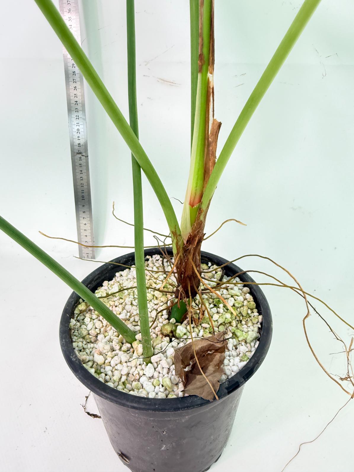Philodendron Sharoniae XL 10