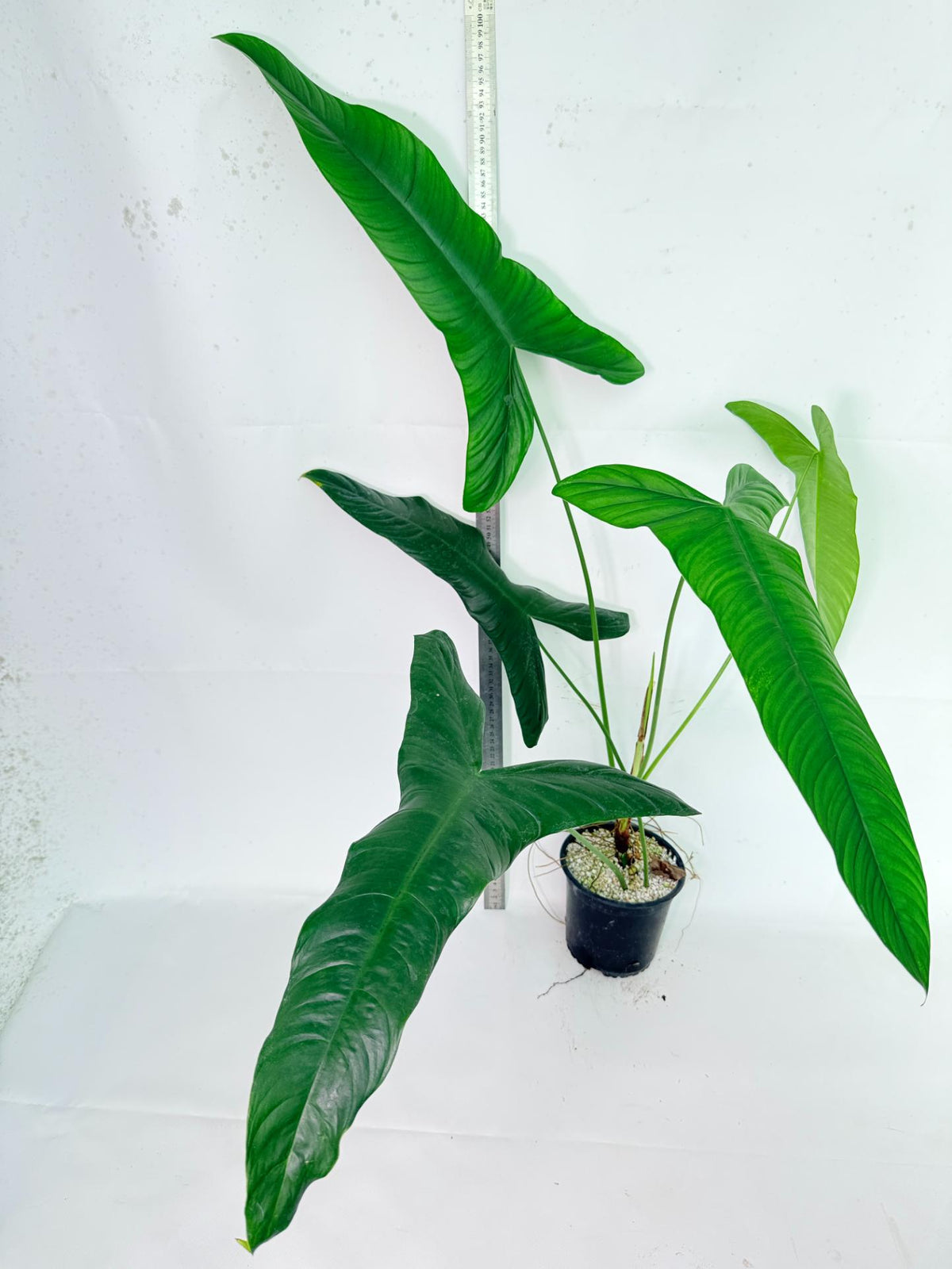 Philodendron Sharoniae XL 4