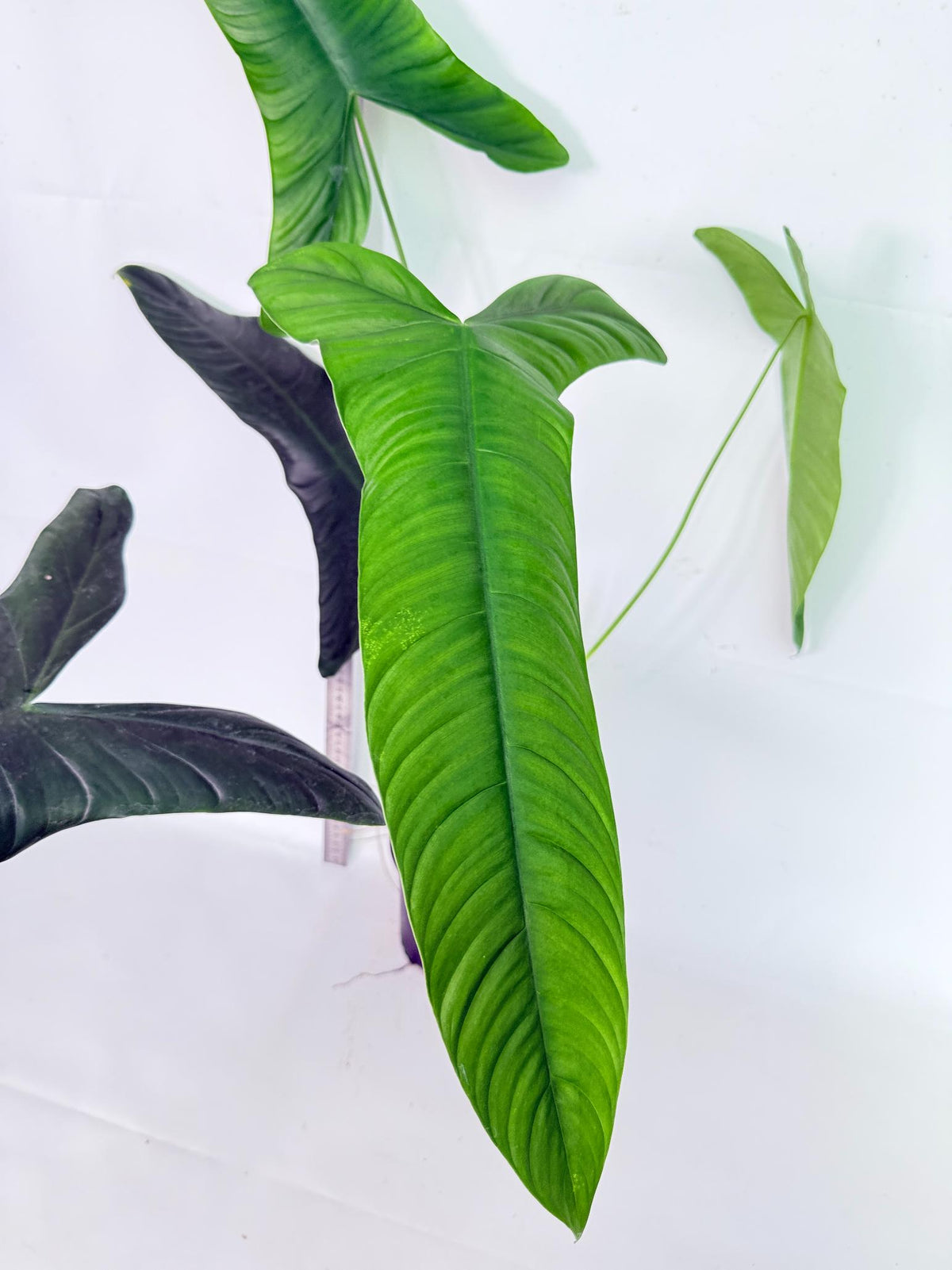 Philodendron Sharoniae XL 1