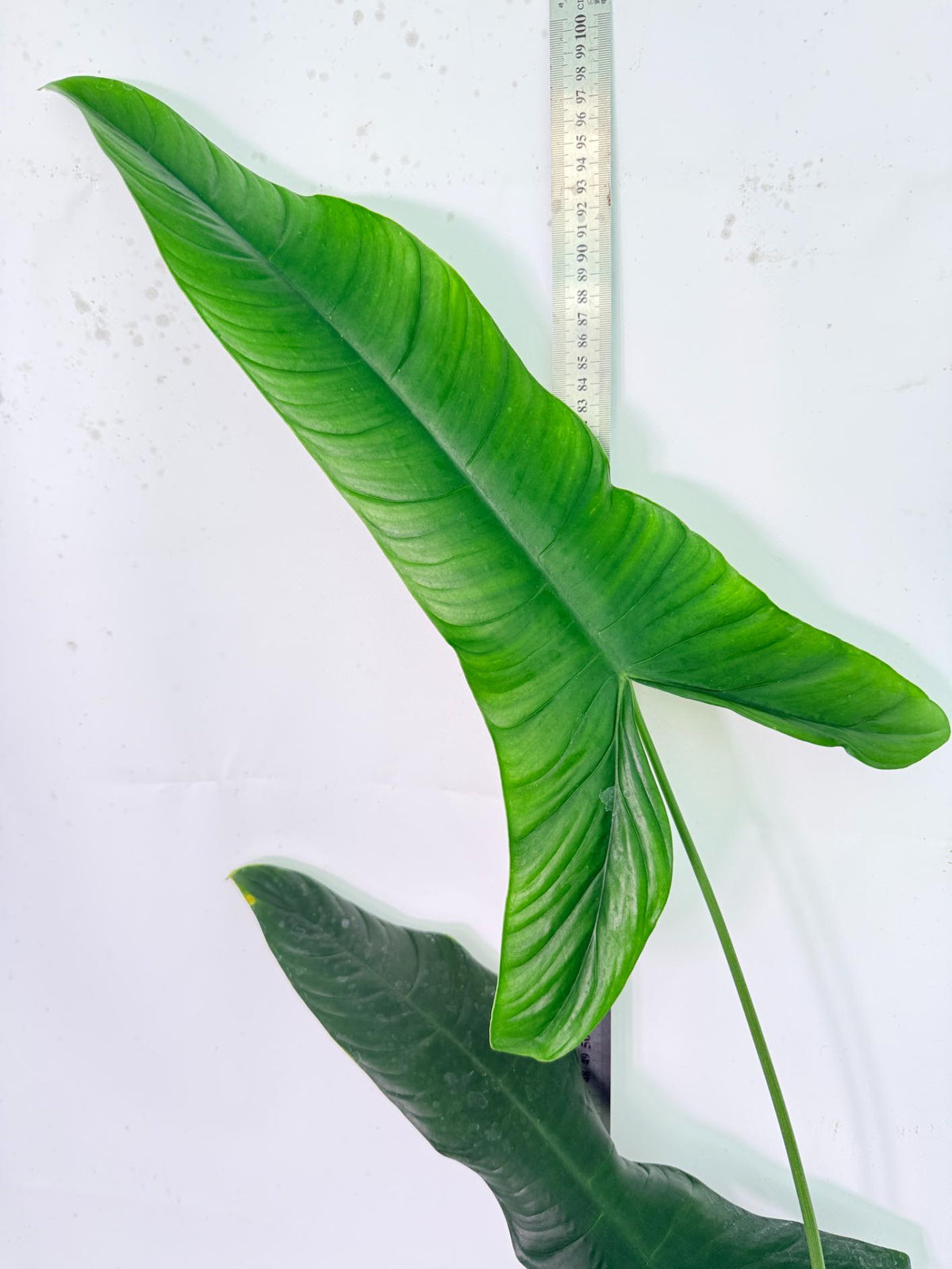 Philodendron Sharoniae XL 3
