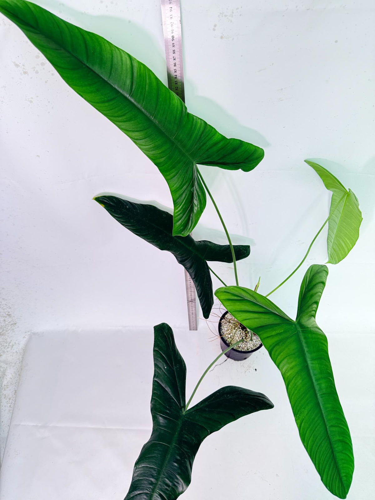 Philodendron Sharoniae XL 6