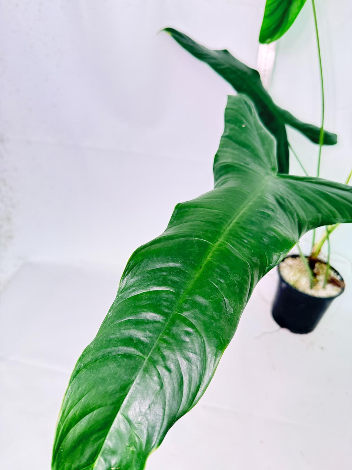 Philodendron Sharoniae XL 5