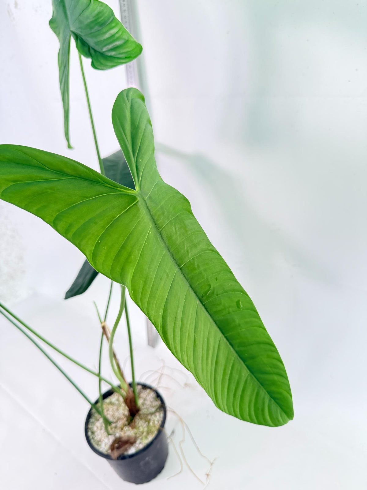 Philodendron Sharoniae XL 7