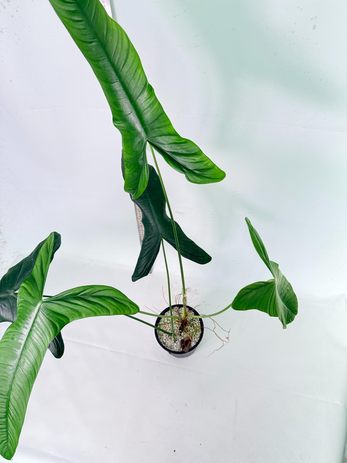 Philodendron Sharoniae XL 9