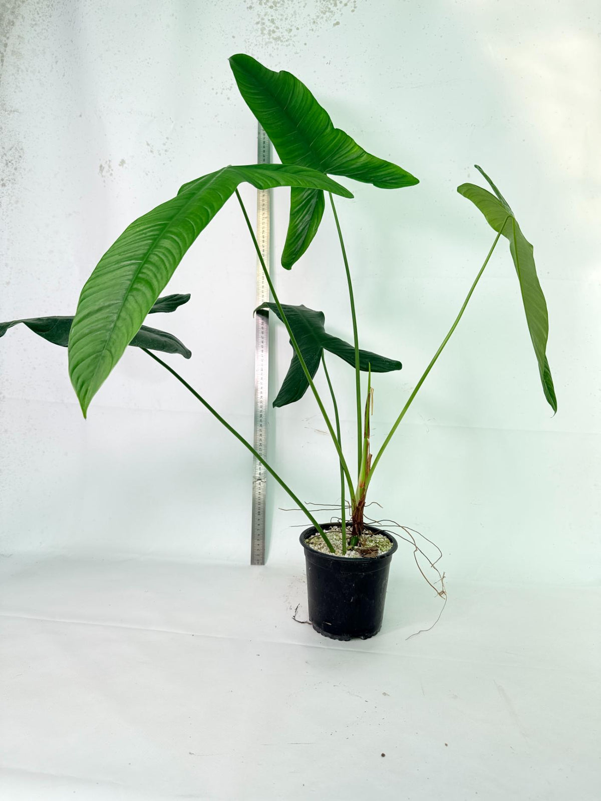 Philodendron Sharoniae XL 8