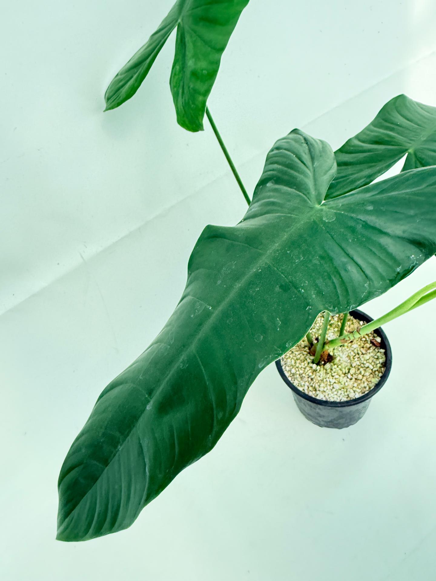 Philodendron sharoniae 7