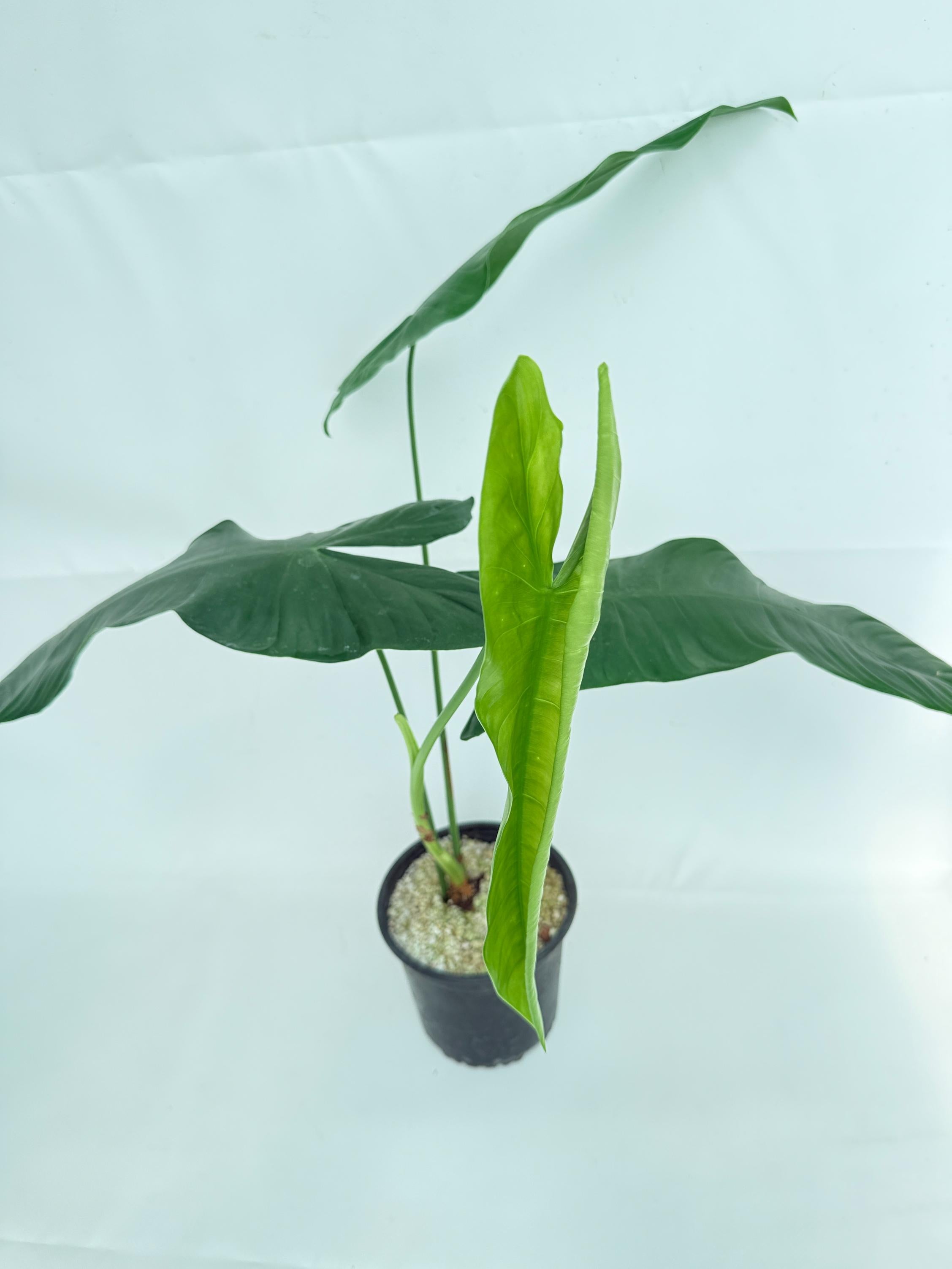 Philodendron sharoniae 9