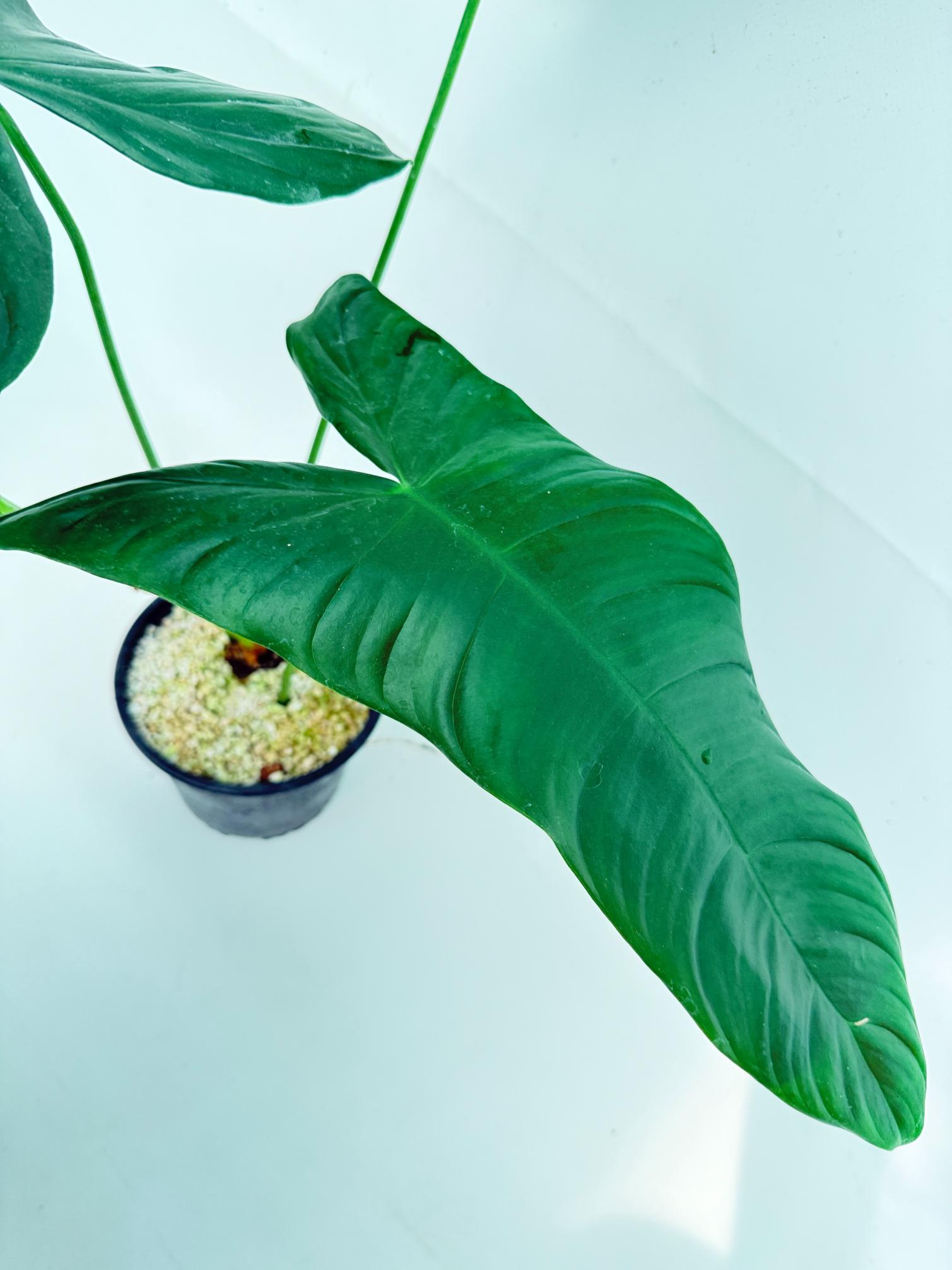 Philodendron sharoniae 10