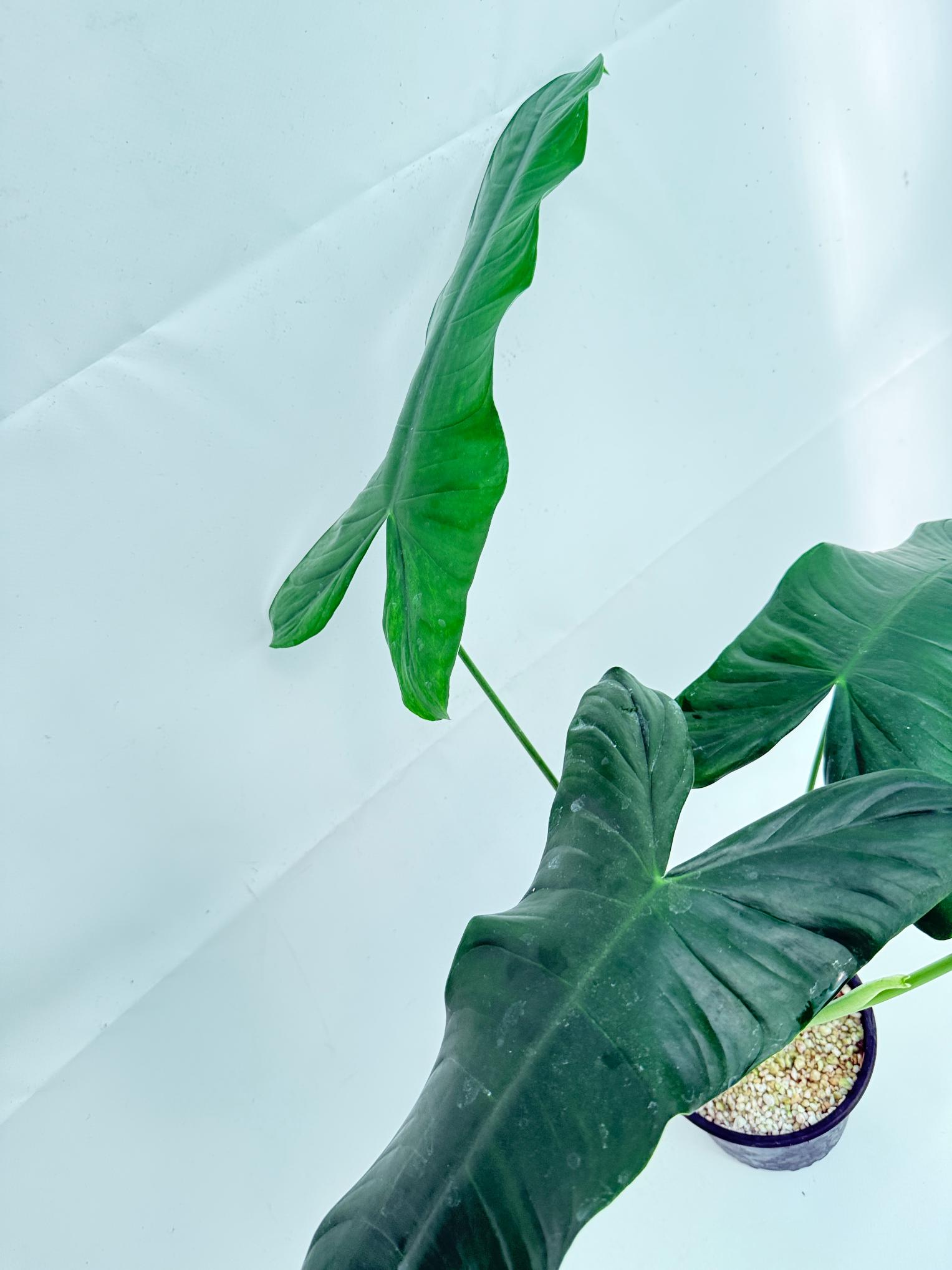 Philodendron sharoniae 11