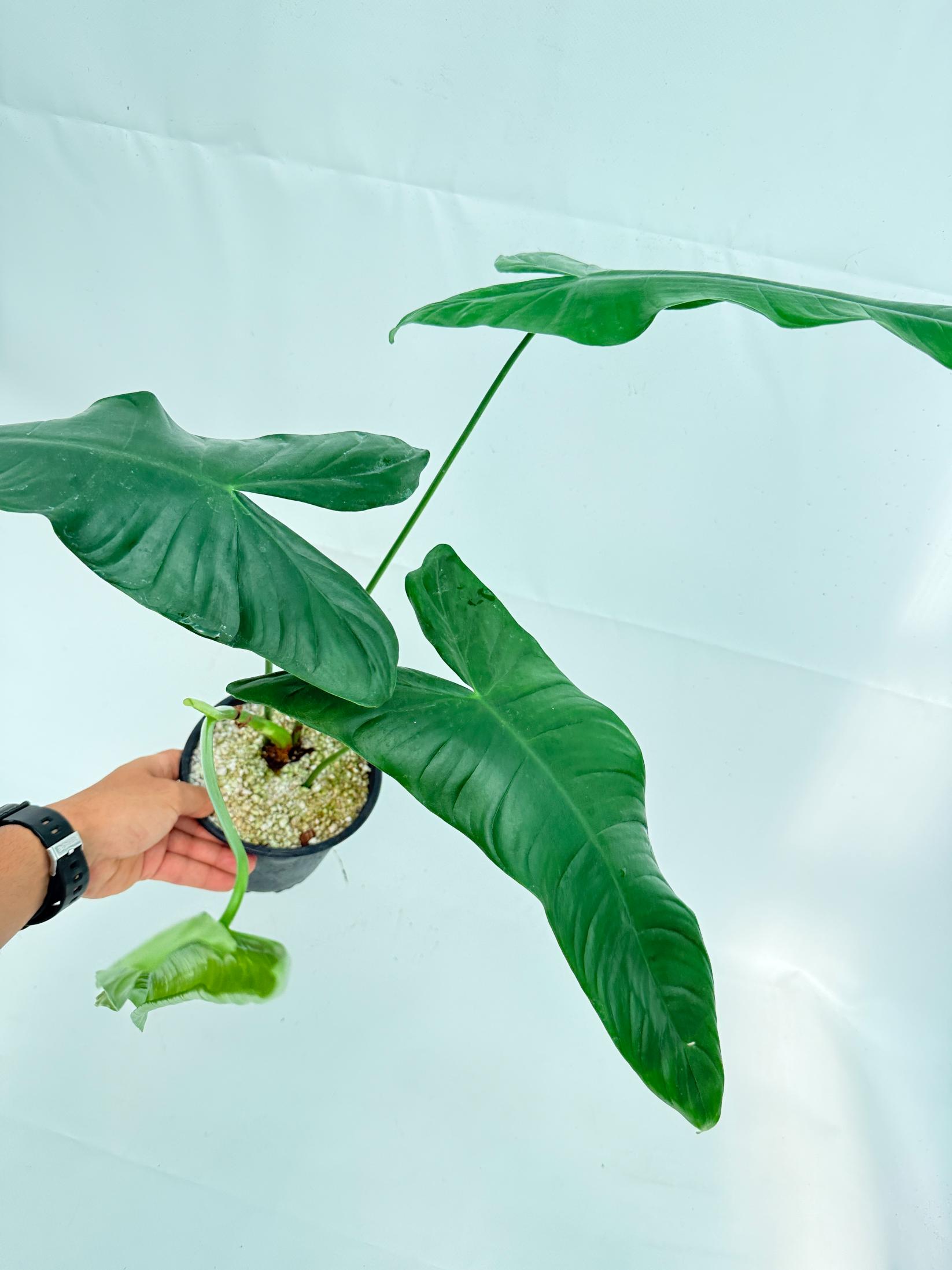 Philodendron sharoniae 3