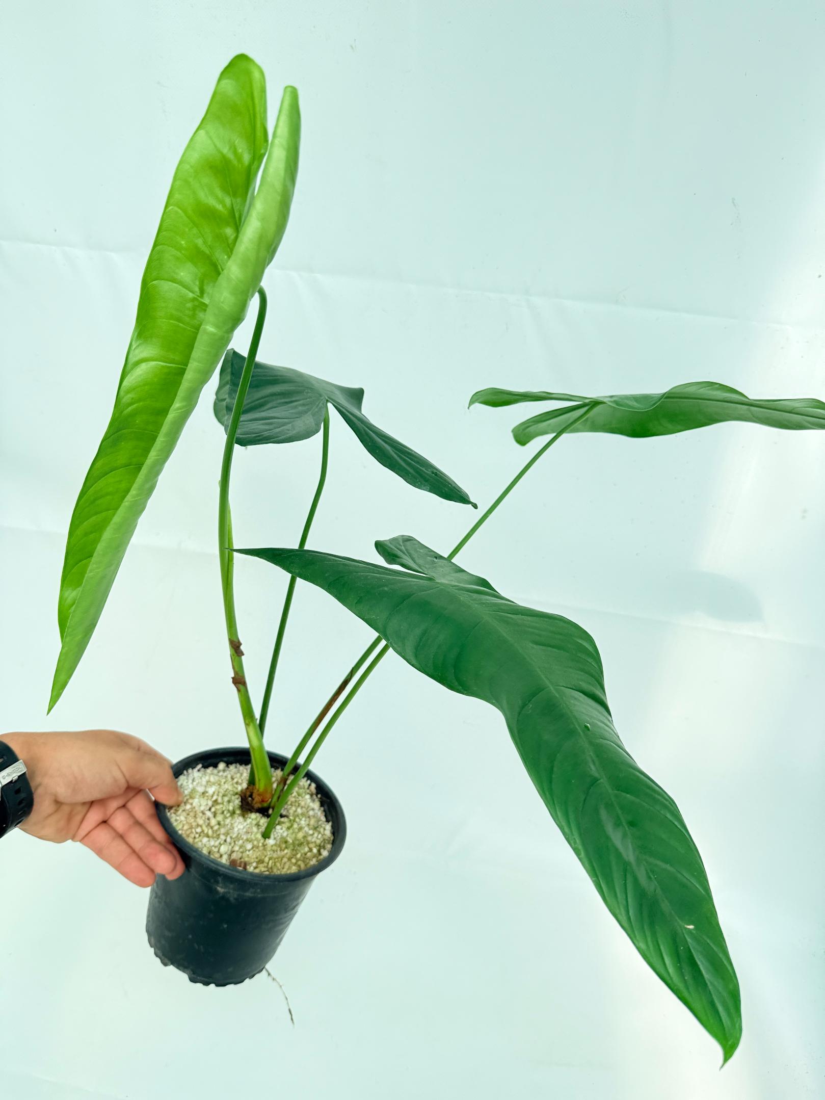 Philodendron sharoniae 2