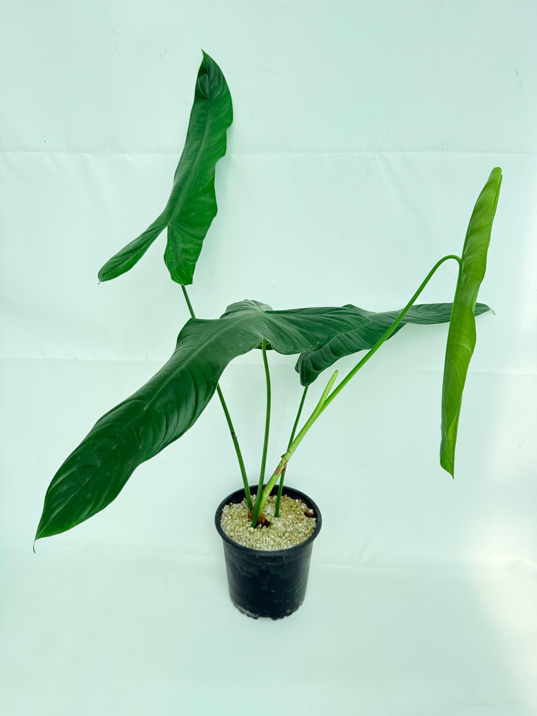 Philodendron sharoniae 5