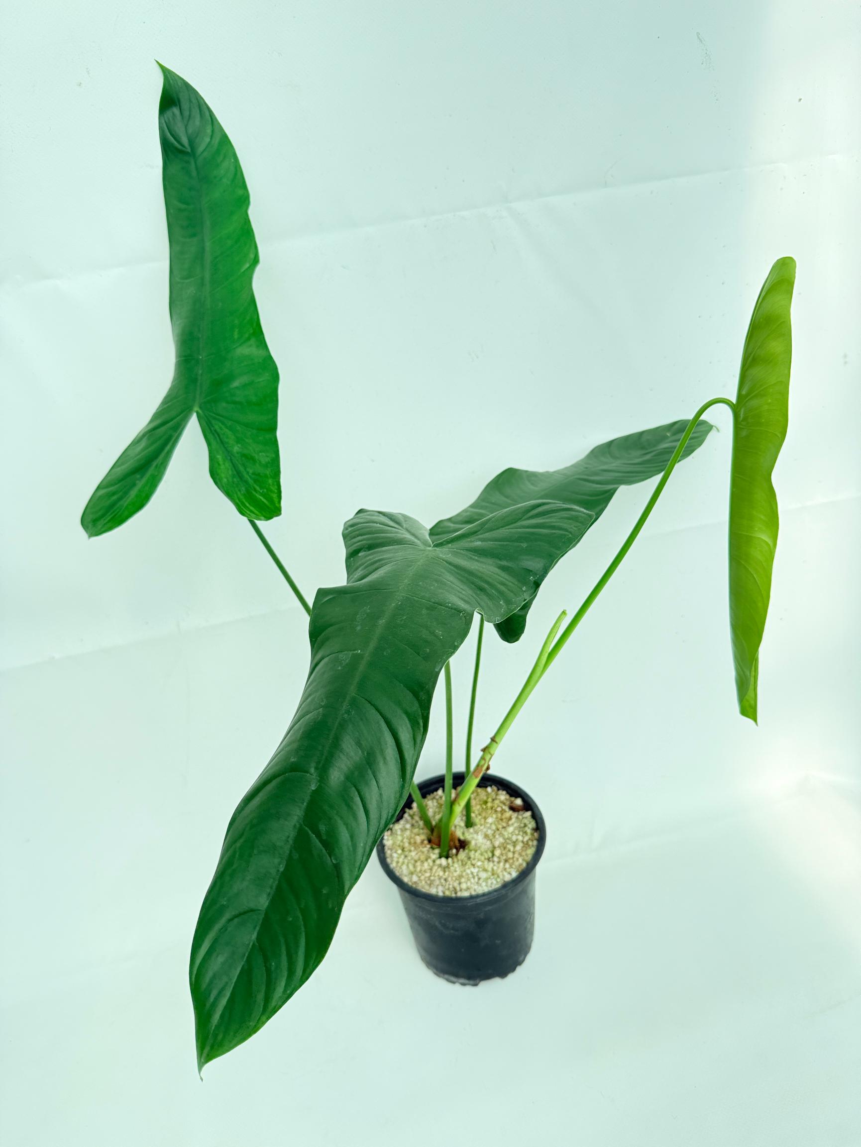 Philodendron sharoniae 1