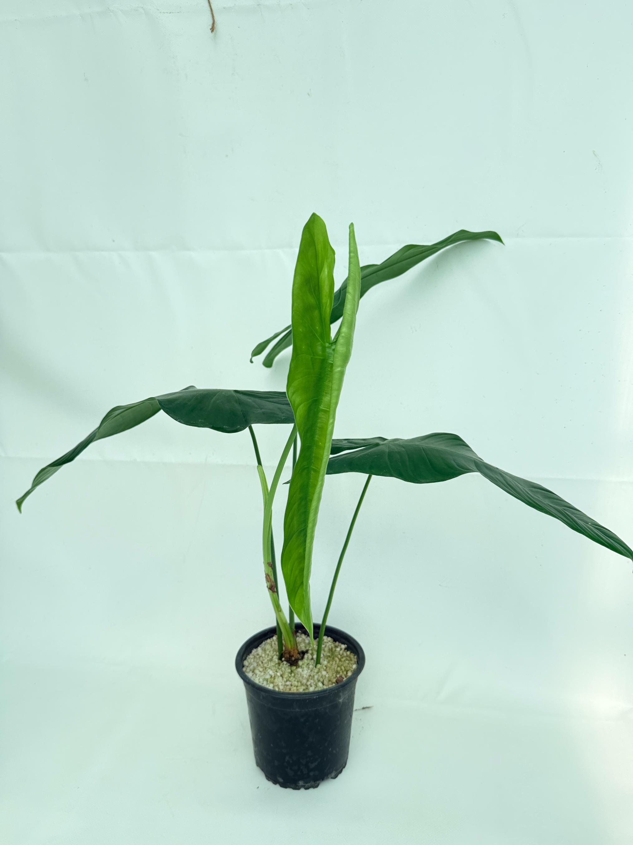 Philodendron sharoniae 6