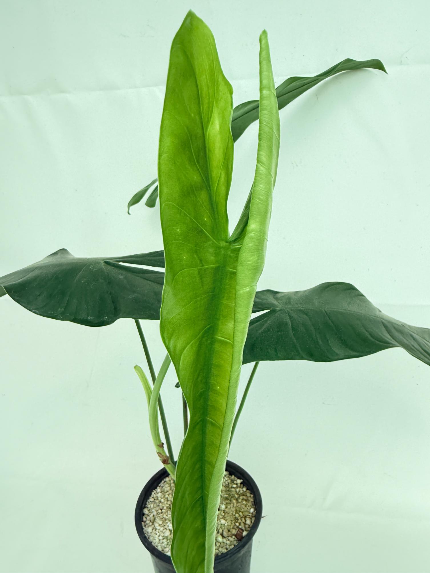 Philodendron sharoniae 8
