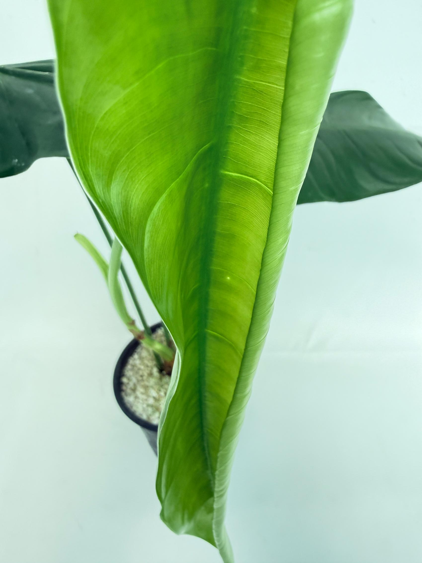 Philodendron sharoniae 4