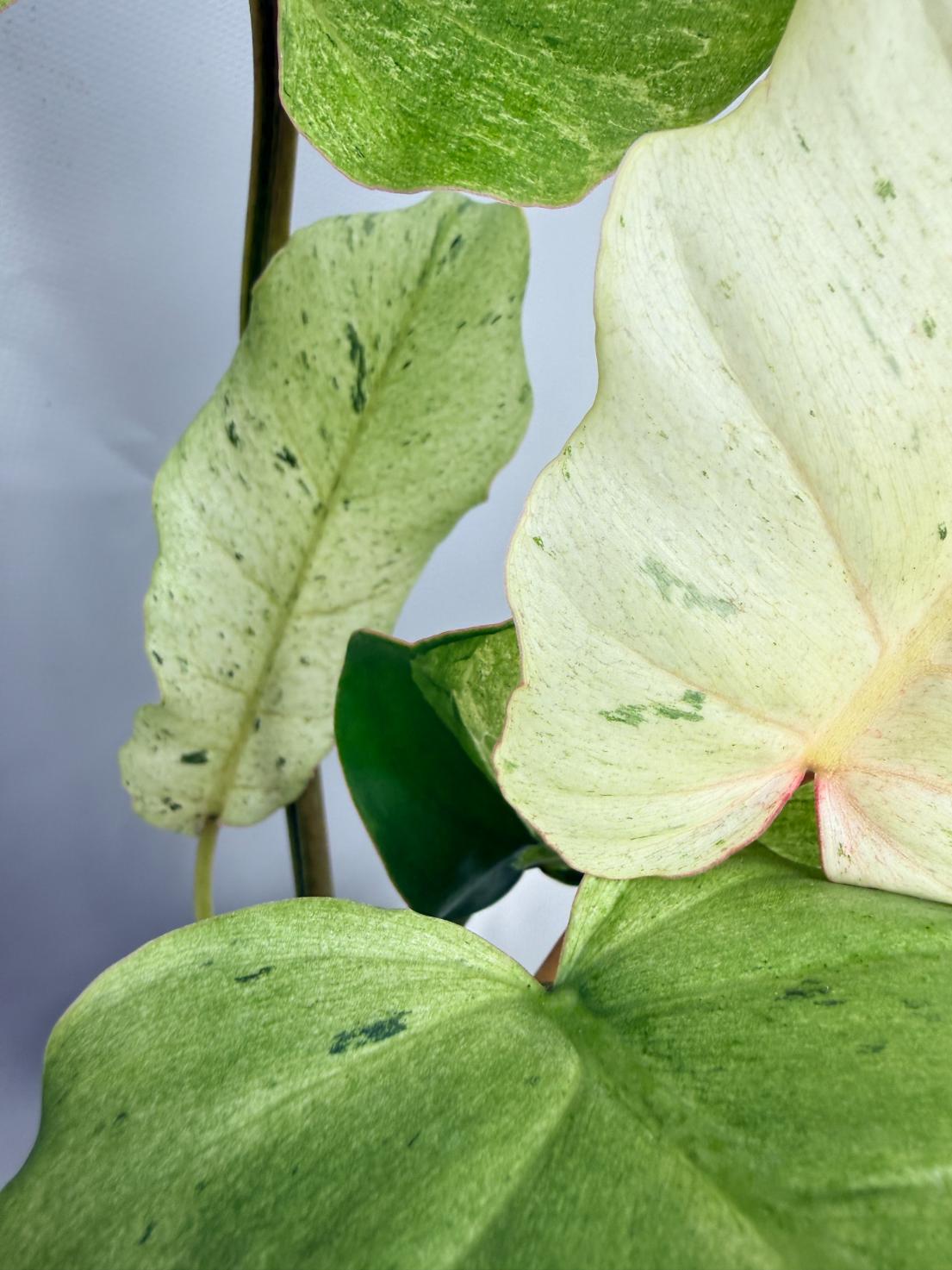 Philodendron snowdrift variegata 07