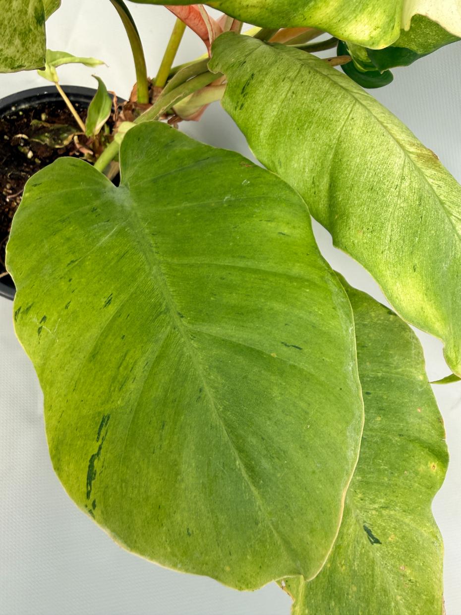 Philodendron snowdrift variegata 08