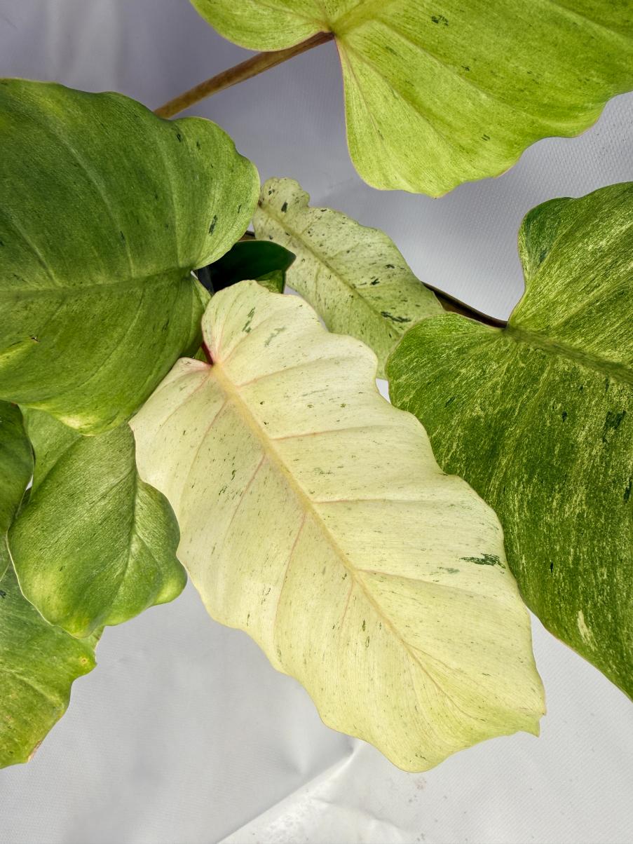 Philodendron snowdrift variegata 09
