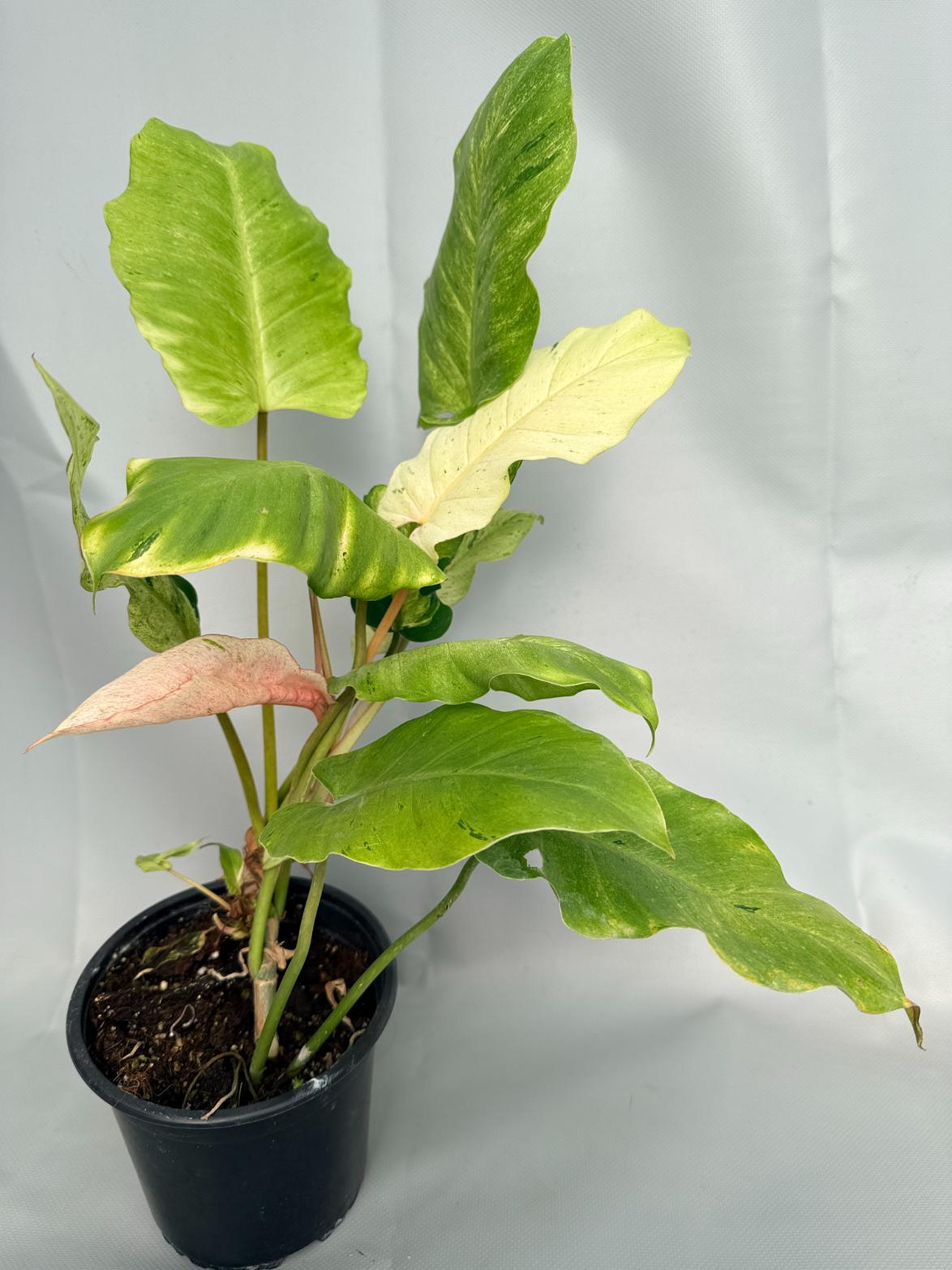 Philodendron snowdrift variegata 01