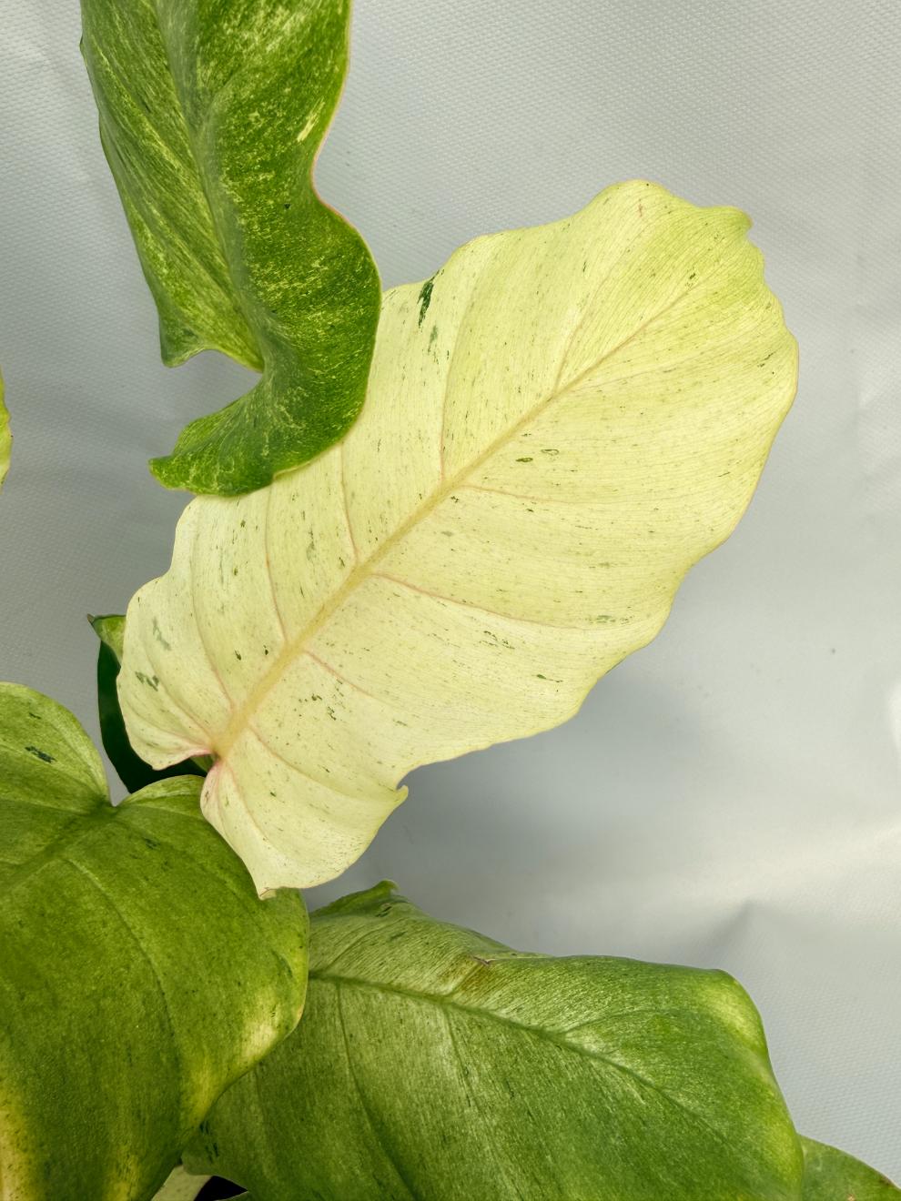 Philodendron snowdrift variegata 02