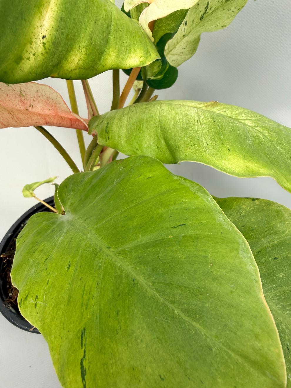 Philodendron snowdrift variegata 04